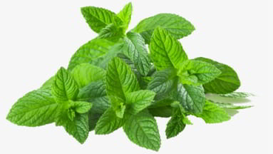 herb.jpg